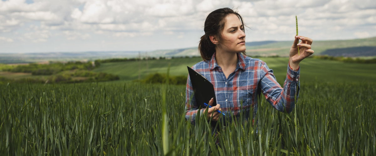 Home - Homepage image of lone working female scientist inspecting field of barley crop.